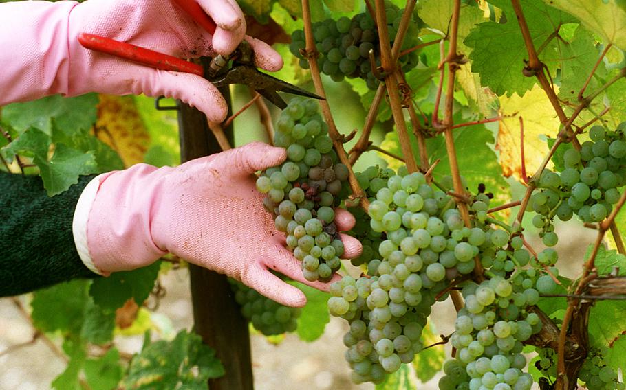 people pick riesling grapes off a vine in germany