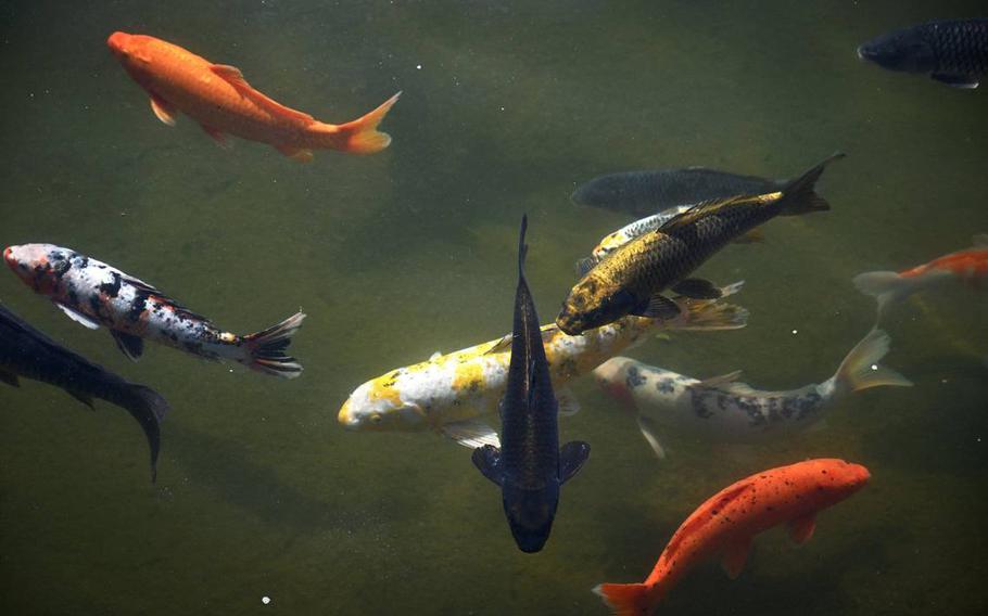 Koi are seen in the Koi Pond at Shinzen Friendship Garden in Woodward Park on Sept. 5 in Fresno, Calif. 