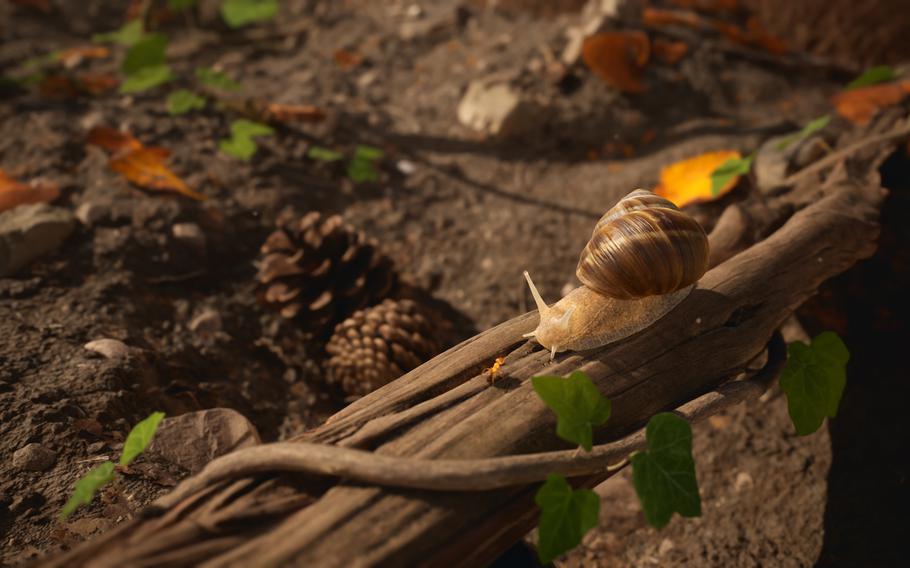 Players will encounter termites, snails and butterfiles in Empire of the Ants.