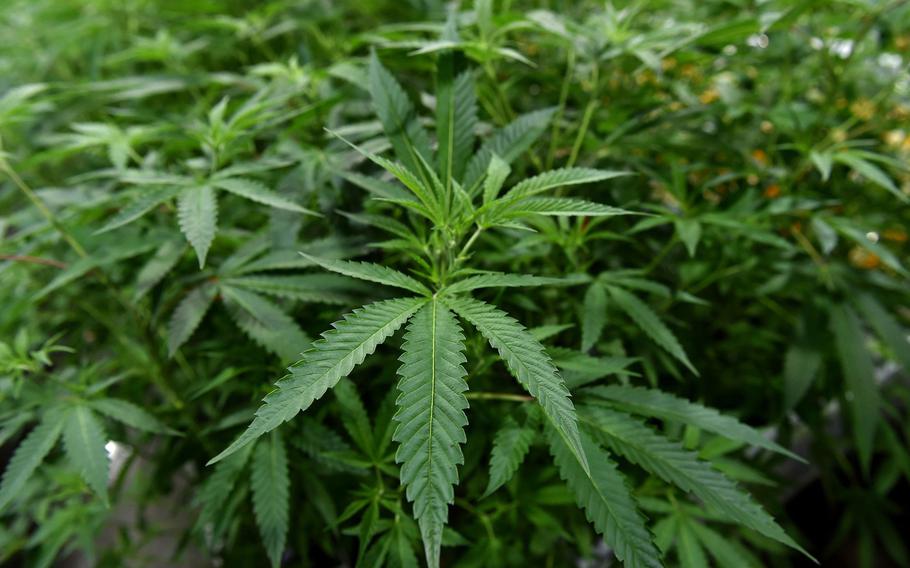 The Department of Health and Human Services completed its review of rescheduling cannabis and sent a recommendation to the Drug Enforcement Administration.