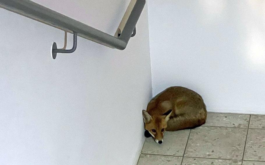 A fox sits in a nursing home stairwell before being chased out by Kaiserslautern police.