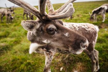 Close up on reindeer looking into the camera