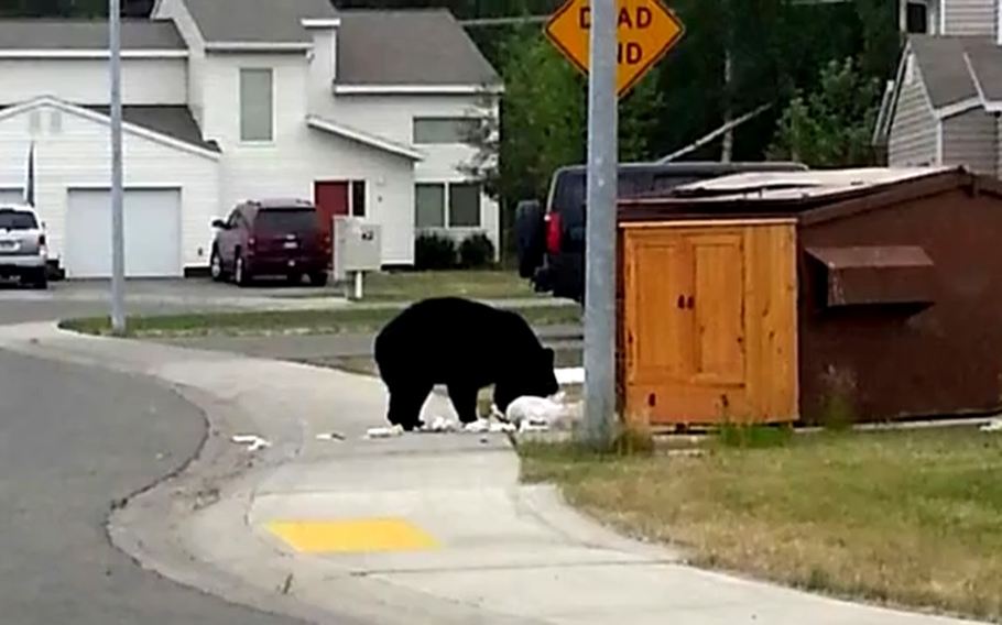 A bear eats garbage near a trash bin.