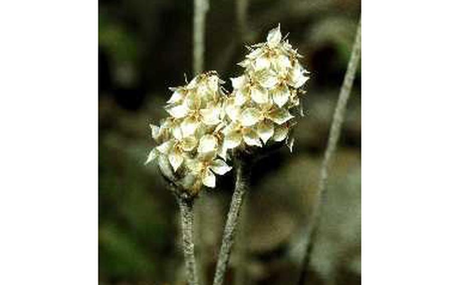 The Plantago ovata plant.