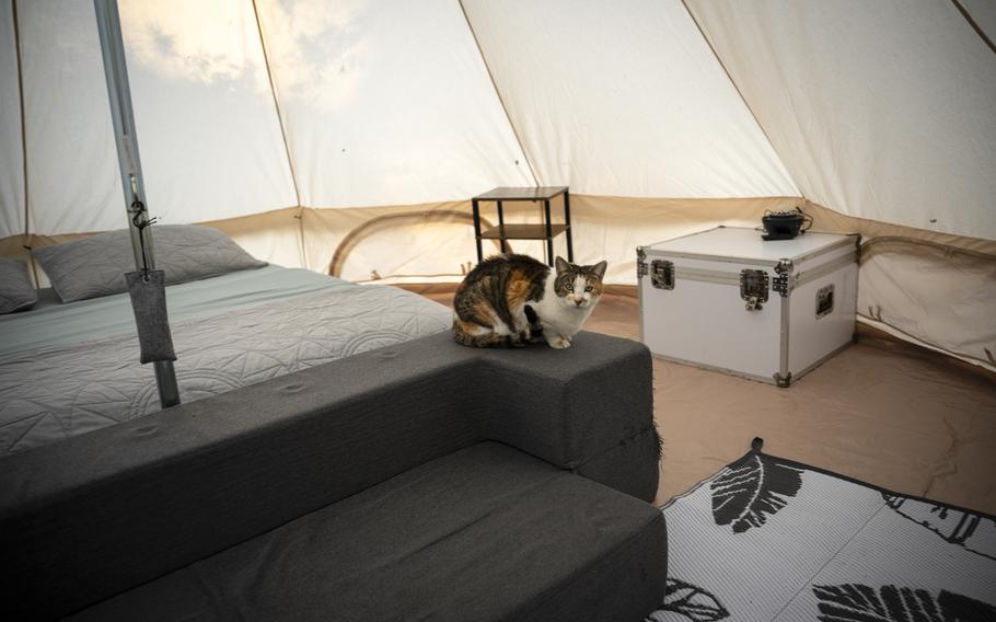 A black, white and orange cat sits on the edge of a couch next to a king-size bed in a tent. 