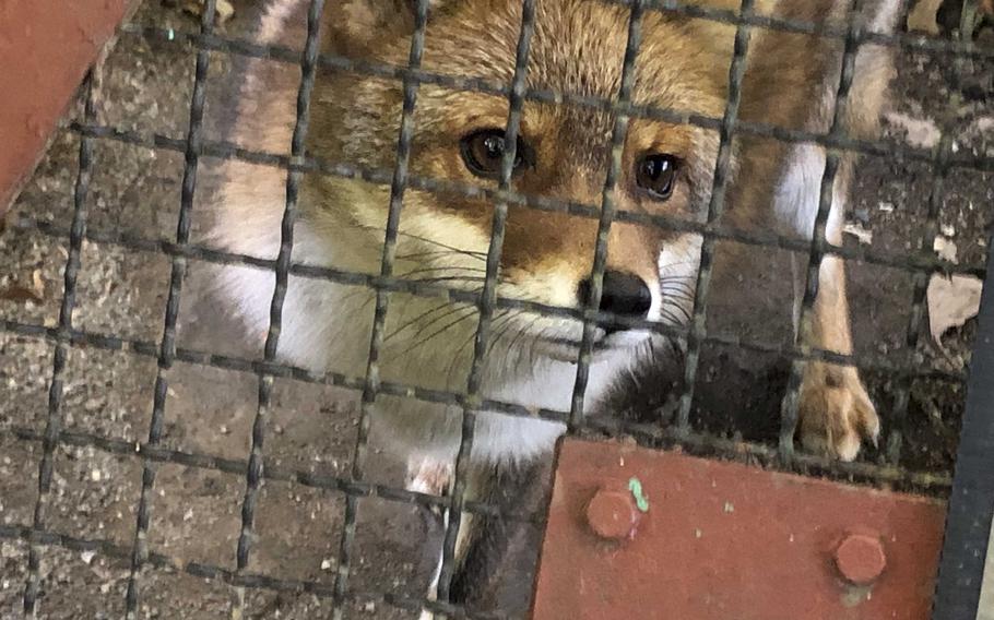 A fox looks out from a cage at a small zoo on Mount Hodo.