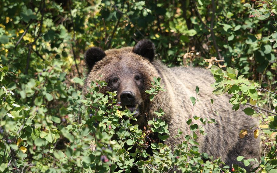 A grizzly bear in Grand Teton National Park. 