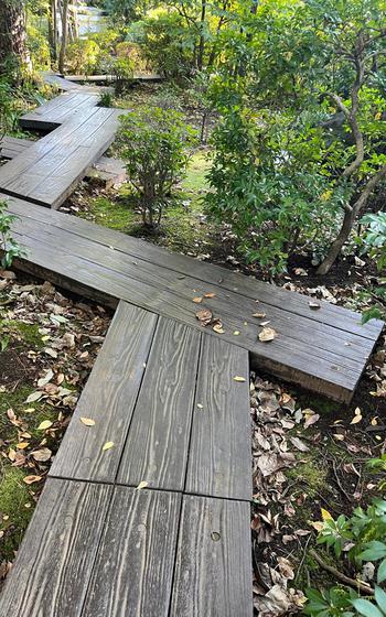 A boardwalk winds through a forested garden.