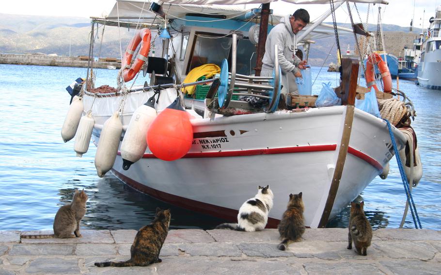 Regular customers? A fishing boat selling freshly caught kalamari attracts some hungry felines in the port of Hydra.