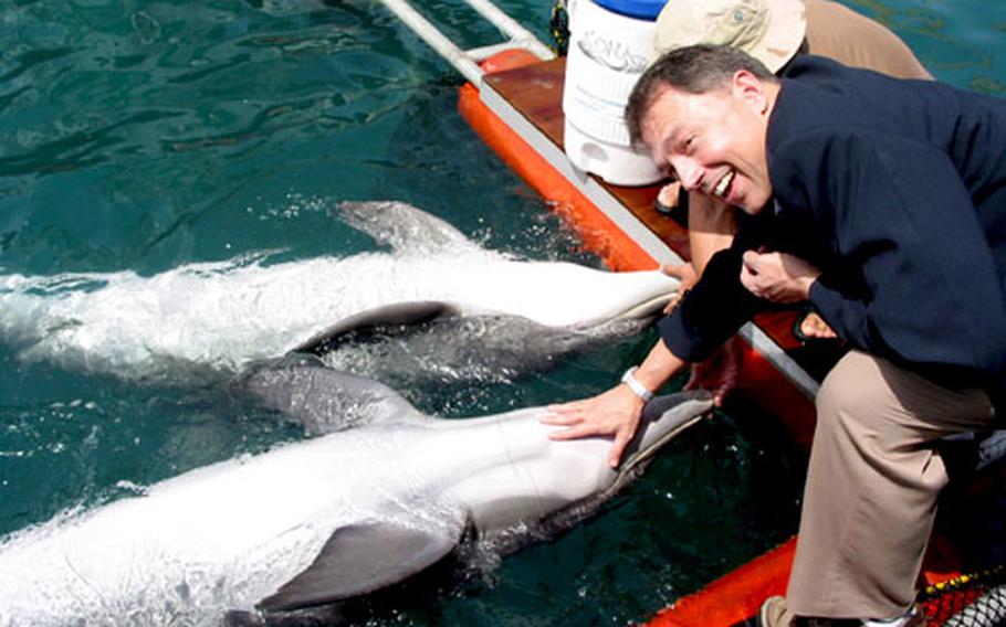 Mammals in the Military: Navy Dolphins