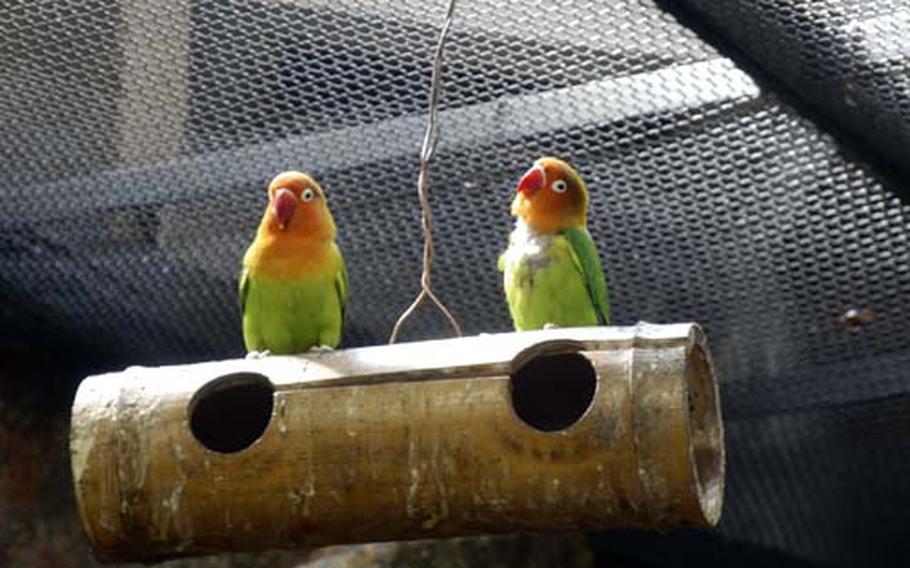 A pair of lovebirds rest on bamboo stick at Ueno zoo’s bird house, which displays many rare birds found around the world.