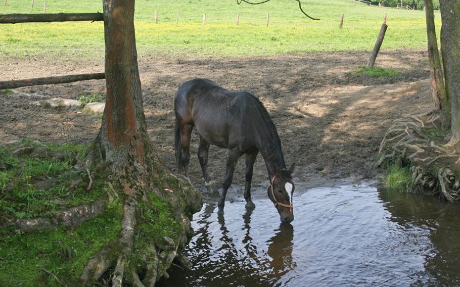 A horse from the Svrzno stables near Hostoun, Czech Republic, pauses for some cool water from the Radbuza River.