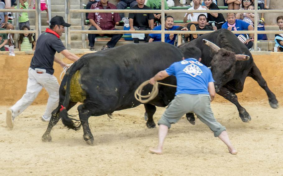 During an Okinawan bullfight, competitors demonstrate special moves to beat an opponent. The sport, which goes back nearly 800 years, is heavy on Japanese tradition, right down to the salt scattered in the ring to scare off evil spirits.