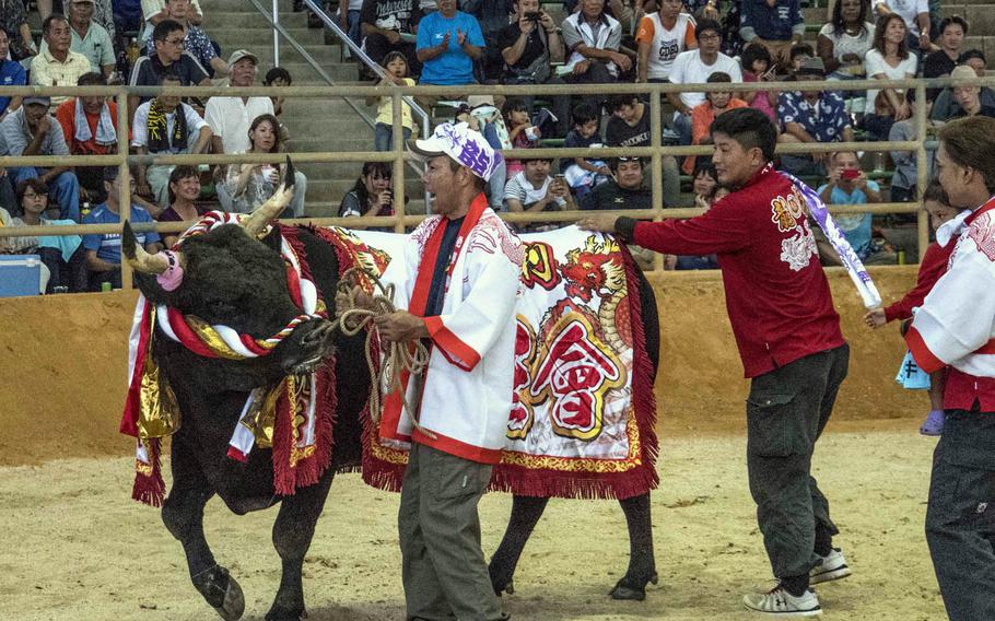 At the end of each Okinawan bullfighting bout, the loser is escorted from the ring while the winner is draped in a cape and paraded around for a quick victory lap.