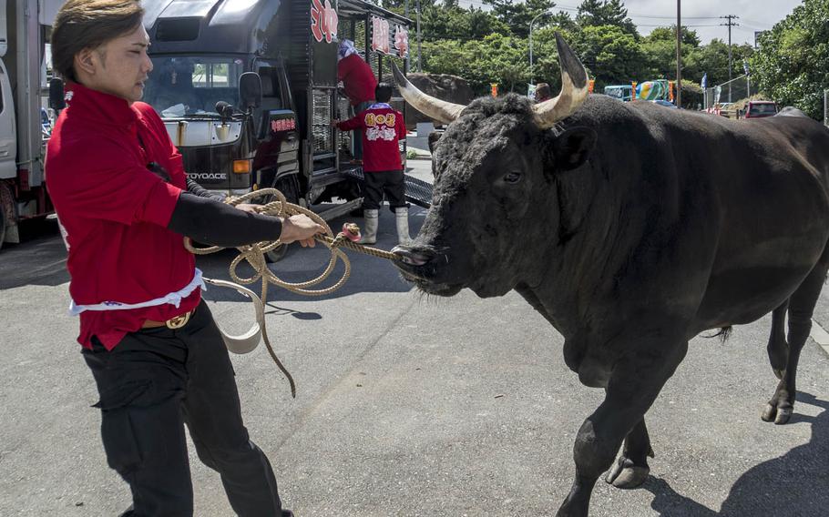 For bullfights in Okinawa, Japan, the animals are led into the ring by teams of handlers using thick ropes tethered through the bulls' nostrils. Once they get in the ring, the bulls stare each other down, lock horns and the battle begins.