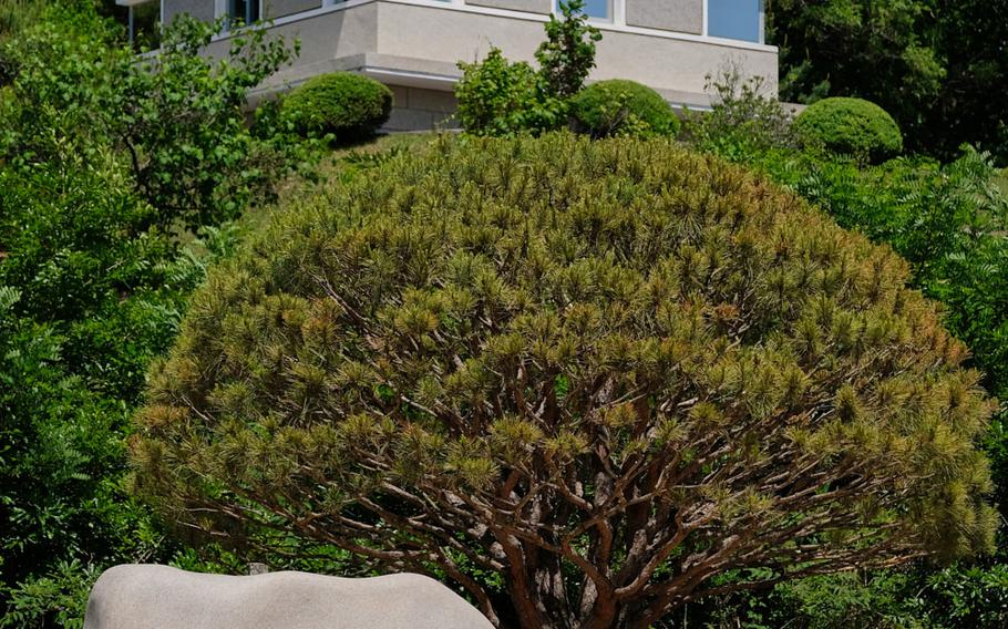 A tree planted by North Korean leader Kim Jong Un and South Korean leader Moon Jae-in is seen during a tour of the Joint Security Area, May 29, 2019.