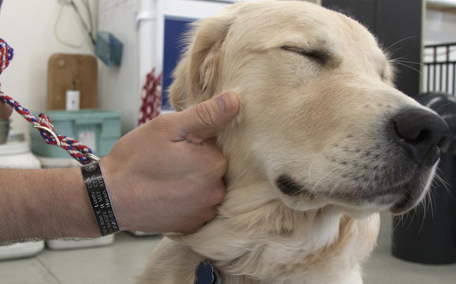 Lundy, a 7-month-old golden retriever, will become a future service dog for disabled veterans.