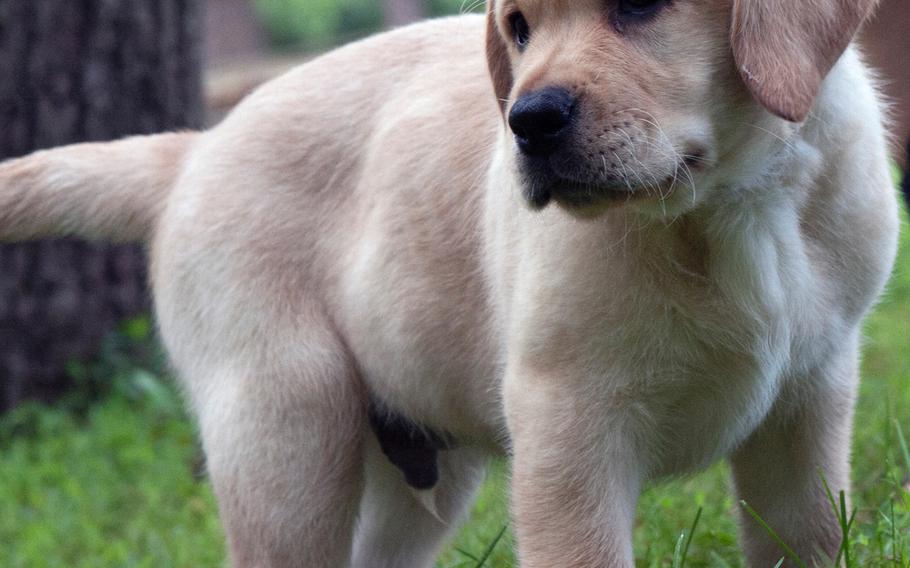 A 7-week-old Labrador retriever puppy stands in the grass as he plays at Warrior Canine Connection in Brookeville, Md.