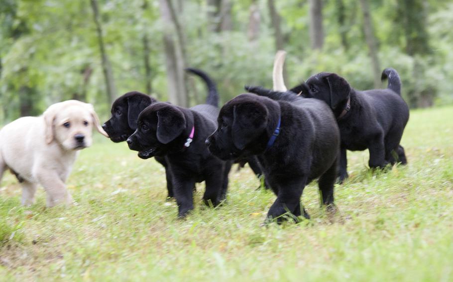 A 7-week-old Labrador retriever puppies play at Warrior Canine Connection in Brookeville, Md.