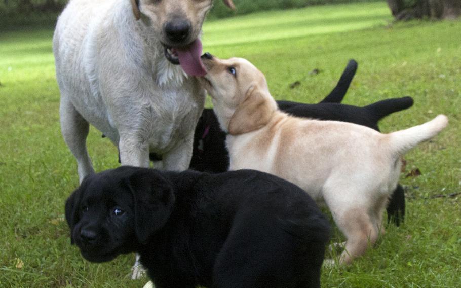 A 7-week-old Labrador retriever puppies play and nip at their mother at Warrior Canine Connection in Brookeville, Md.