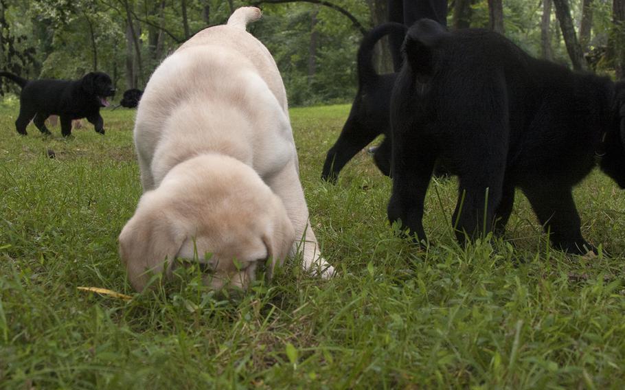 A 7-week-old Labrador retriever puppy takes a nose full of grass while playing at Warrior Canine Connection in Brookeville, Md.