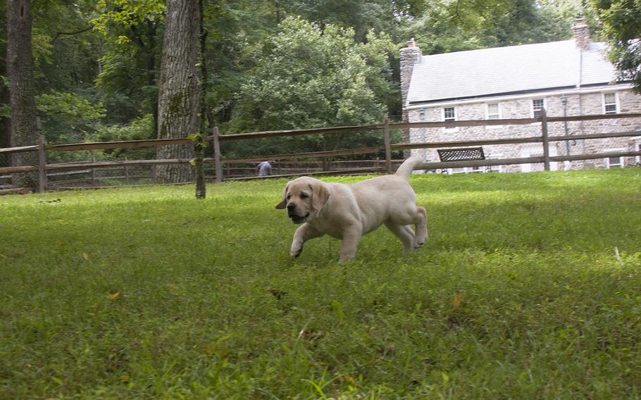 A 7-week-old Labrador retriever puppy plays at Warrior Canine Connection in Brookeville, Md.