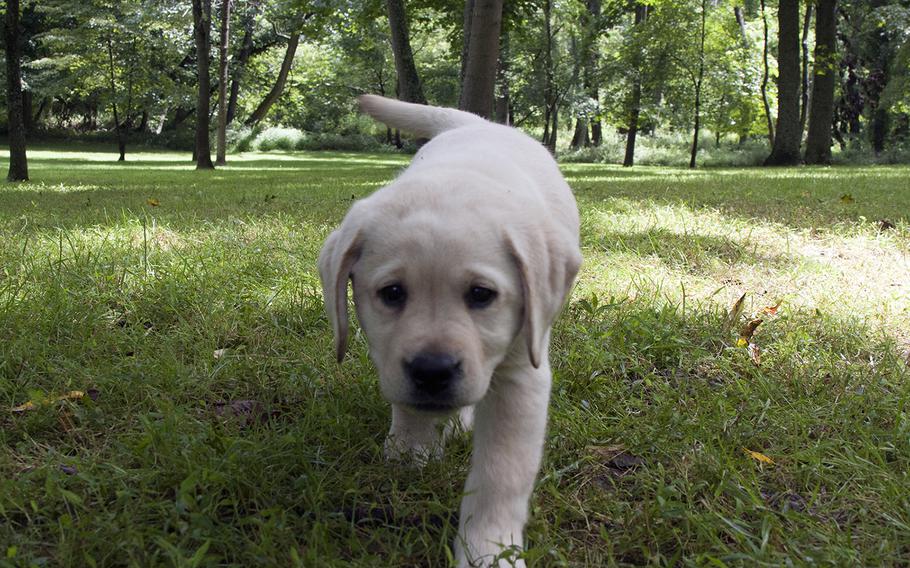 A 7-week-old Labrador retriever puppy curiously approaches the camera at Warrior Canine Connection in Brookeville, Md.