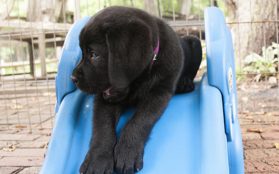 A Labrador retriever puppy takes a break from play at Warrior Canine Connection in Brookeville, Md.