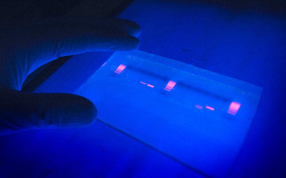 An ultraviolet light shows the amplified mitochondrial DNA on an agarous gel at the Armed Forces DNA Identifications Lab in Rockville, Md.