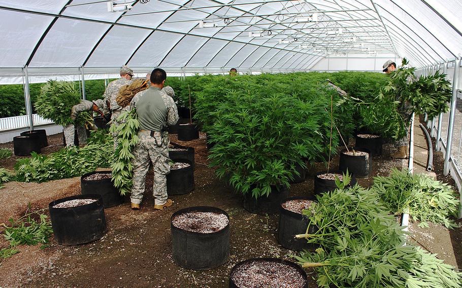 Members of the Counterdrug Task Force cut down illicitly cultivated marijuana on Pit River tribal lands in California, on July 8, 2015.