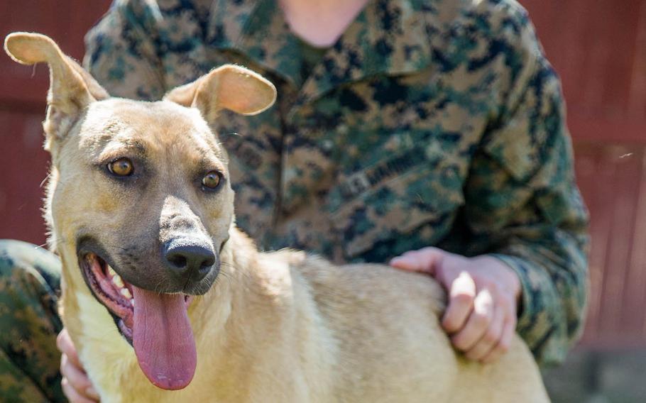 United has announced an exception to its suspension of new PetSafe reservations for servicemembers and State Department personnel shipping their pets out of Guam.