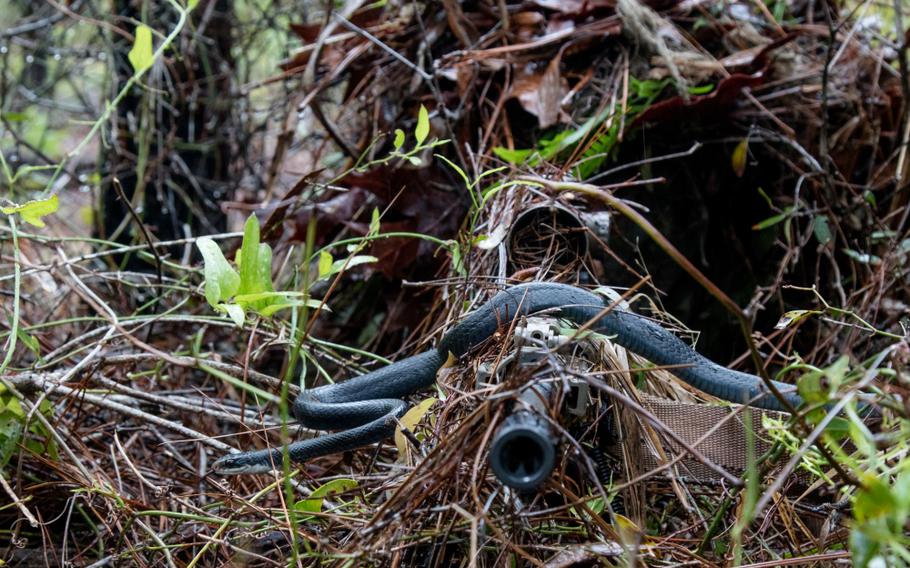 During an 1-173 Infantry training exercise this month at Eglin Air Force Base, a southern black racer snake slithered across the barrel of junior U.S. Army National Guard sniper Pfc. William Snyder's rifle.