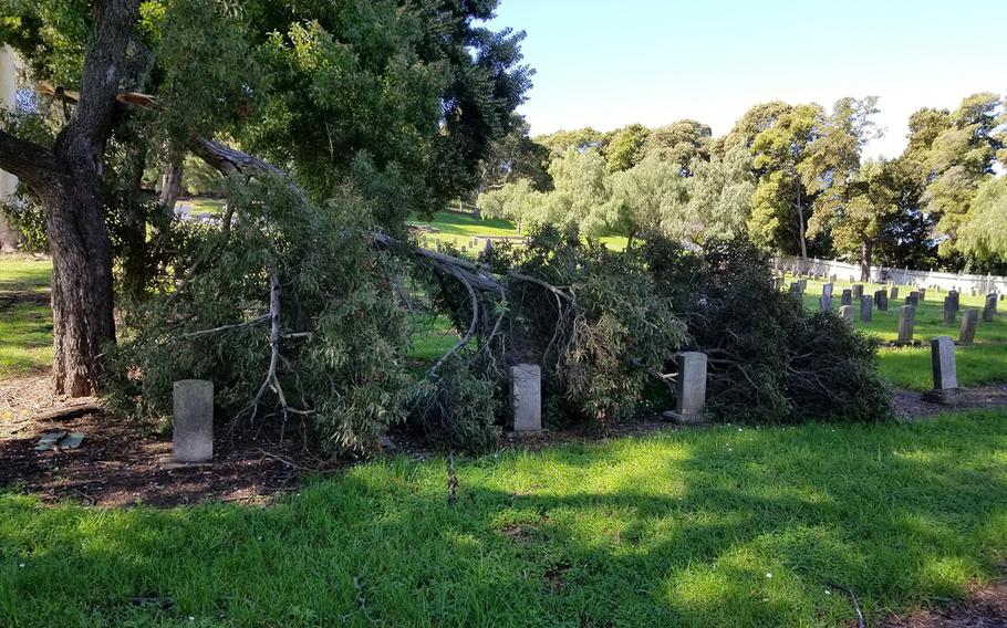 The Mare Island Naval Cemetery, located in Vallejo, Calif., is marked by neglected and fallen old pepper and eucalyptus trees. Other concerns threaten the cemetery, from sinkholes to invasive tree roots, despite efforts by area volunteers to upkeep the site. The cemetery was maintained by the neighboring Mare Island Naval Shipyard until it was closed through the Base Realignment and Closure Act in 1996.