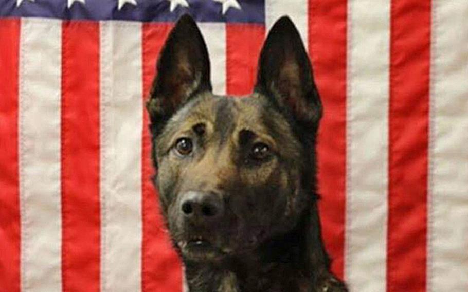 Along with Sgt. Leandro A.S. Jasso, multi-purpose canine Maiko was killed in action on Nov. 24, 2018 in Afghanistan. 

