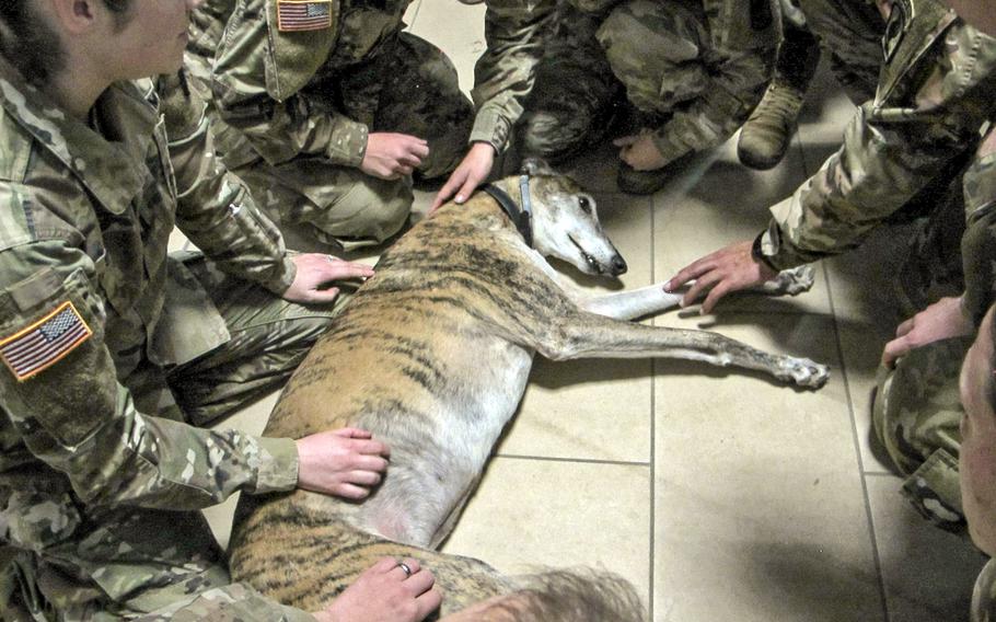 Nacho the greyhound lies calmly as combat medics with the 173rd Airborne Brigade learn from Capt. Jennifer Silvers, a veterinarian with U.S. Army Garrison Italy, left, how to give first aid to dogs. 

                      
