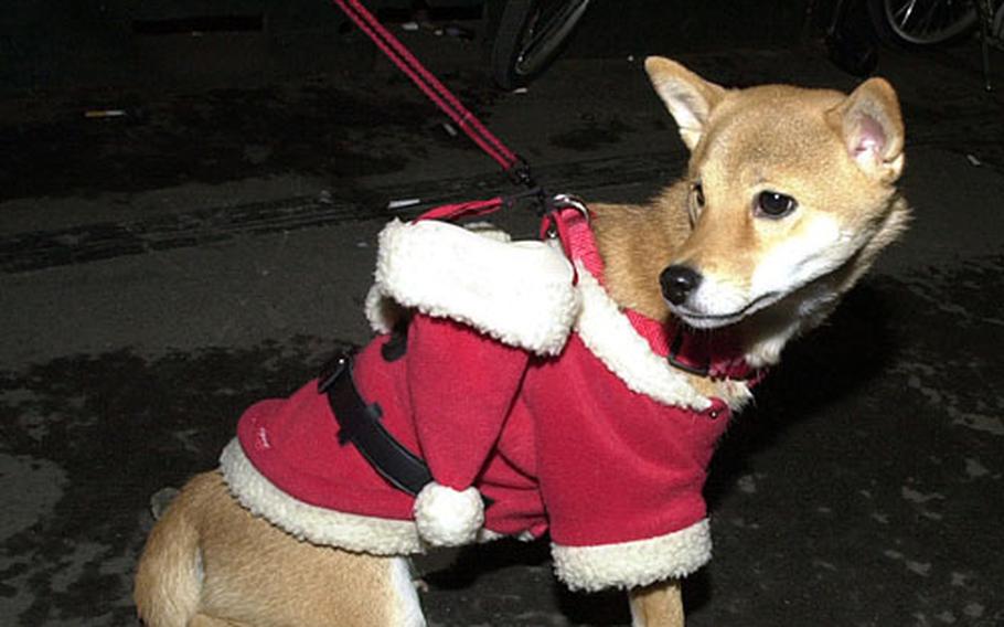 While doubtful this pooch ever will replace Rudolph, his owner nevertheless garbed him in Santa gear for a walk through Tokyo&#39;s Roppongi neighborhood.