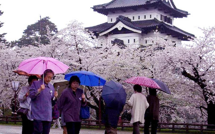 Umbrellas were the weapon of choice for visitors to Hirosaki Castle, Japan, where 5,000 cherry trees reached full bloom under gray skies Saturday.