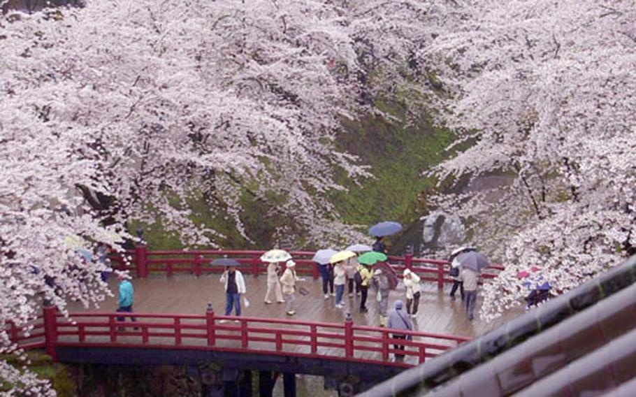 As seen from a portal of Hirosaki Castle, spectators stroll across a bridge spanning the castle moat Saturday in Hirosaki, Japan where 5,000 cherry trees are in full bloom.