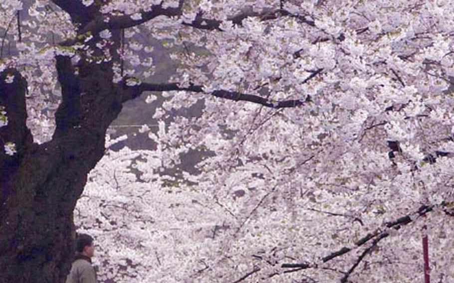 Despite rainy weather, two women enjoy ohanami, or a flower viewing party, at Hirosaki Castle, Japan, where 5,000 cherry trees are in full bloom.