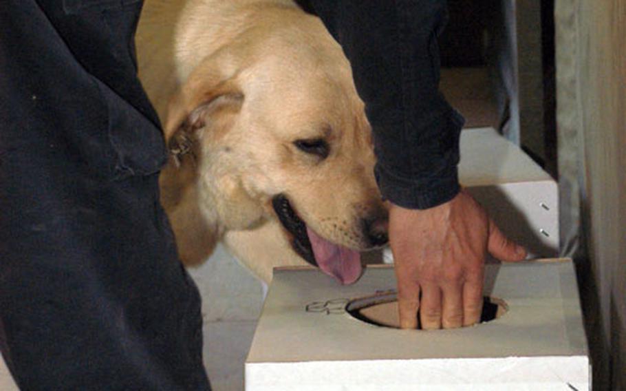 A Bosnian State Border Service K-9 sniffs into the box as part of an explosives detection training at Eagle Base, Bosnia and Herzegovina. The joint training with the U.S. military K-9 section on the base started mid-April and is expected to go until June 1.