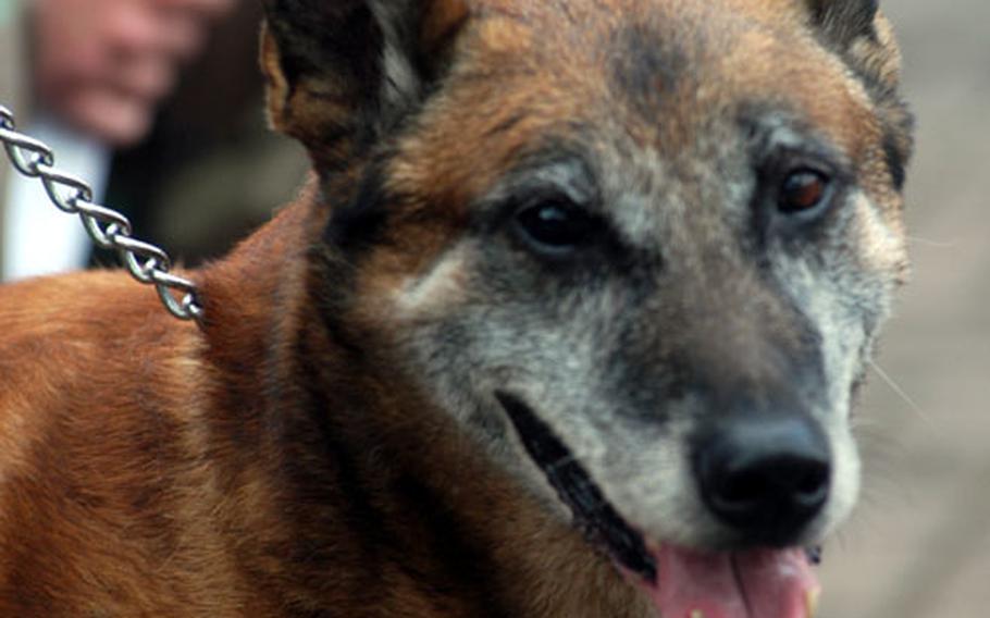 Harras, a Belgium Malinois, has been a military working dog for 12 of his 13 years. He was retired from service during a ceremony Friday at RAF Lakenheath, England.