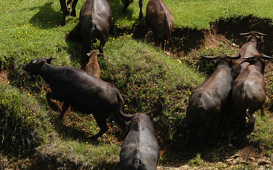 The carabao population on Ordnance Annex is causing resource damage, including accelerated soil erosion; degradation of water quality around Fena Reservoir; disturbance of native forests that provide important habitat of federally listed threatened and endangered species; and damage to Navy facilities. The Navy, in cooperation with the U.S. Fish and Wildlife Service and the Government of Guam Division of Aquatic and Wildlife Resources is using a combination of control methods to bring a balance back to the ecology of the area.