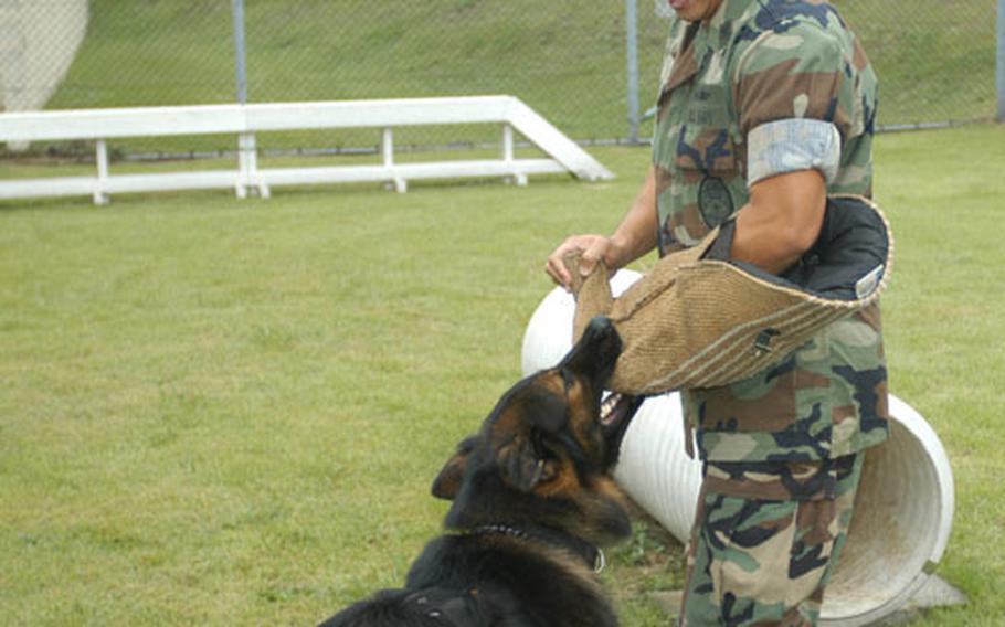 Bo practices capturing suspects during a Sept. 25 exercise at Atsugi Naval Air Facility, Japan. Petty Officer 1st Class Eric Orteza, a master-at-arms with the K9 unit, wasn&#39;t harmed.
