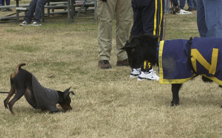 The Army (left) and Navy (right) mascots regard each other during the Army-Navy game at Yongsan Garrison Saturday.