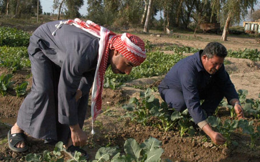 Workers tend crops at "Saddam&#39;s farm," which the U.S. Army is helping locals turn into a co-operative near Balad, Iraq.