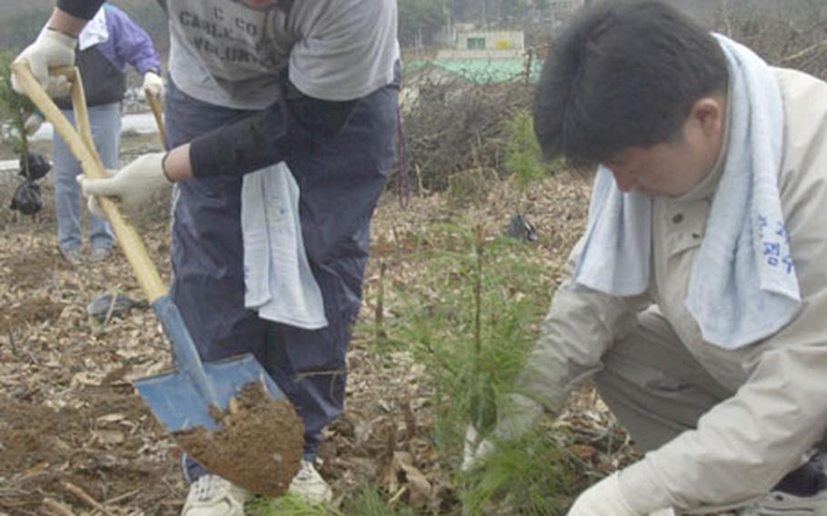 GIs bond with S. Koreans through tree planting | Stars and Stripes