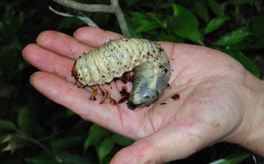 Poachers are encroaching on the Jungle Warfare Training Center to collect the Yanbaru Long-armed Scarab Beetle, an endangered stag beetle found only in northern Okinawa. The larvae, shown here, are quite large and the adult beetles grow to five or more inches long and 2½ inches wide. They can draw thousands of dollars from collectors.