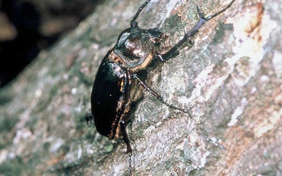 Poachers are encroaching on the Jungle Warfare Training Center to collect the Yanbaru Long-armed Scarab Beetle, an endangered stag beetle found only in northern Okinawa.