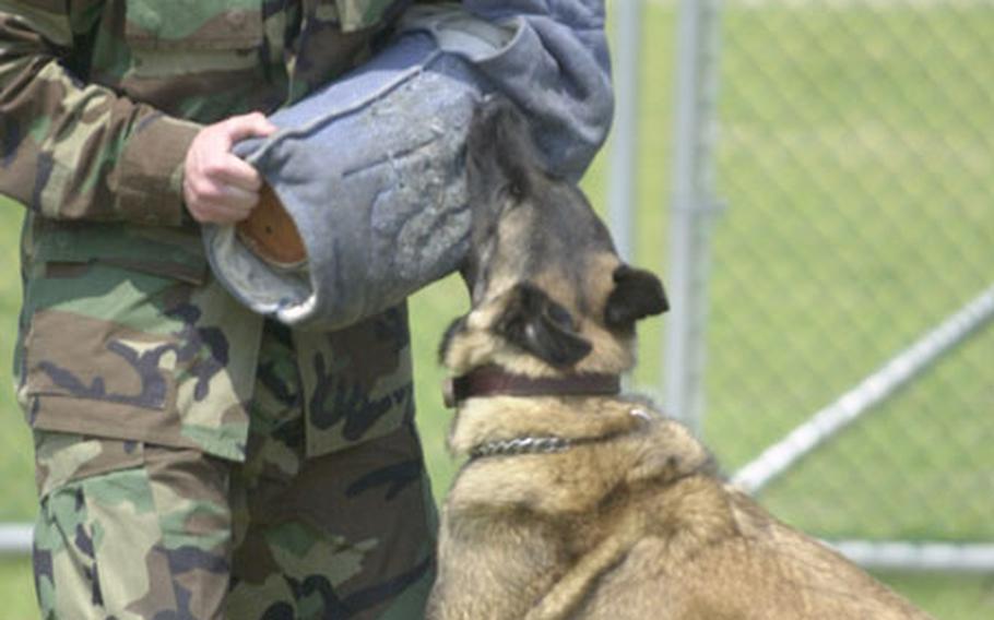 Indy, a military working dog, bites Sgt. Ryan Martin during the "controlled aggression" phase of the first U.S. Forces Korea Military Working Dog competition.