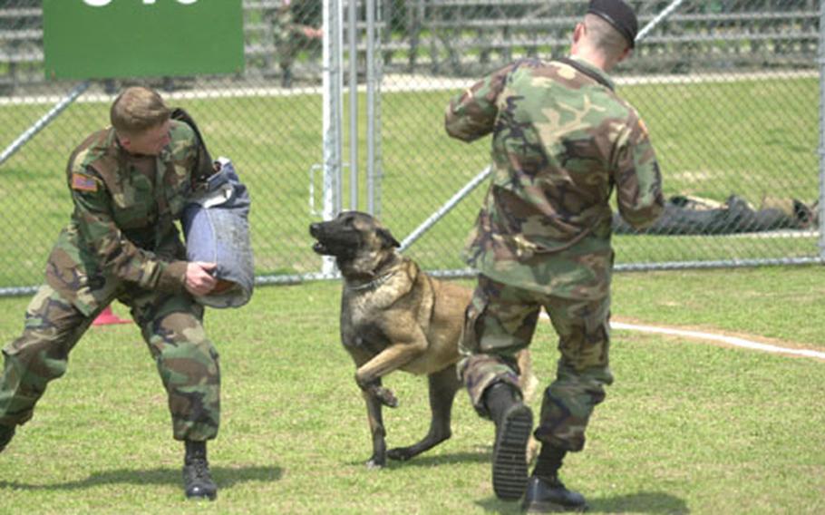 A handler calls in his canine, Indy, during the "controlled aggression" phase of the first U.S. Forces Korea Military Working Dog competition Wednesday at Yongsan Garrison.